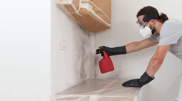 Professional Basement Mold Remediation technician working in Forest Lake, MN