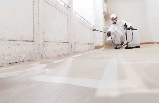 24/7 Emergency Basement Mold Remediation experts in Forest Lake, MN