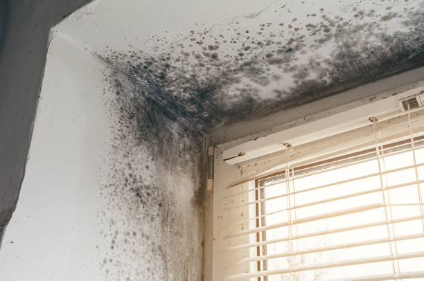 Affordable Basement Mold Remediation solutions in Forest Lake, MN